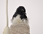 Willie wagtail. Adult sitting on eggs; nest on lampshade. Quinns Rocks, Western Australia, October 2104. Image © Marie-Louise Myburgh by Marie-Louise Myburgh.