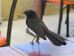 Willie wagtail. Adult standing on table. Coogee Beach Cafe, Western Australia, January 2014. Image © Steve Mansfield by Steve Mansfield.