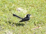 Willie wagtail. Adult. Fraser Island, Queensland, Australia, August 2008. Image © Alan Tennyson by Alan Tennyson.