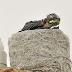 Willie wagtail. Two large chicks in nest on lampshade. Quinns Rocks, Western Australia, October 2014. Image © Marie-Louise Myburgh by Marie-Louise Myburgh.