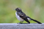 Willie wagtail. Juvenile. Yanchep National Park, December 2015. Image © Marie-Louise Myburgh by Marie-Louise Myburgh.