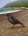 New Zealand raven. Adult (oil on board 390 x 400 mm). Painting by Paul Martinson, from Gill & Martinson 1991, New Zealand's extinct birds. January 1991. Image © Paul Martinson by Paul Martinson.