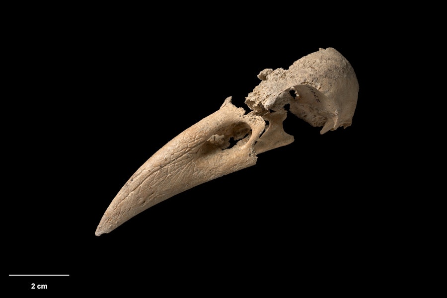 New Zealand raven. Skull. Te Papa S.027925. Metro Cave, Charleston, January 1991. Image © Te Papa.