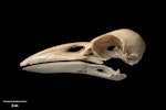 New Zealand raven. Skull and mandible (Chatham Island subspecies). Te Papa S.028679. Long Beach (south of Henga), Chatham Island, January 1991. Image © Te Papa.