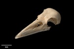 New Zealand raven. Skull and mandible (Chatham Island subspecies). Te Papa S.028679. Long Beach (south of Henga), Chatham Island, January 1991. Image © Te Papa.