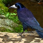 Rook | New Zealand Birds Online