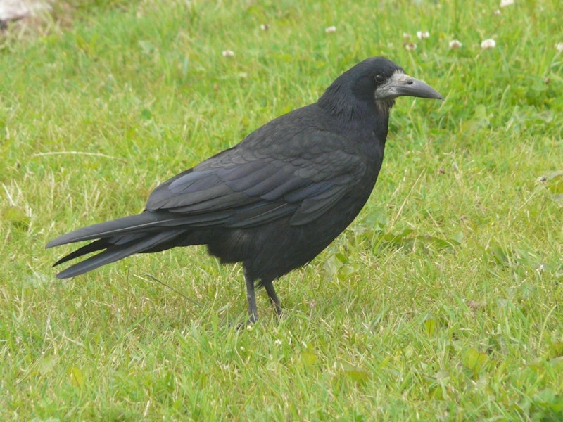 Rook | New Zealand Birds Online