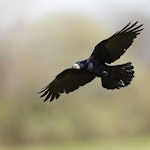 Rook | New Zealand Birds Online