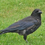 Infant Rook Rook | New Zealand Birds Online