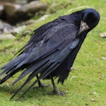 Rook | New Zealand Birds Online