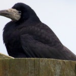 Rook | New Zealand Birds Online