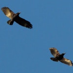 Rook | New Zealand Birds Online