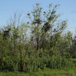 Rook | New Zealand Birds Online