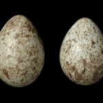 Rook | New Zealand Birds Online