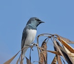 Satin flycatcher. Adult male. Townsville, Ross River, Queensland, August 2015. Image © Stephen Garth 2019 birdlifephotography.org.au by Stephen Garth.