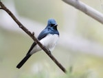 Satin flycatcher. Adult male. Oyster Cove, Hobart, Tasmania, December 2018. Image © John Barkla 2019 birdlifephotography.org.au by John Barkla.