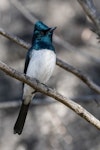 Satin flycatcher. Adult male. Namadgi National Park, Australian Capital Territory, November 2019. Image © Lindsay Hansch 2019 birdlifephotography.org.au by Lindsay Hansch.