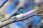 Satin flycatcher. Adult male. Namadgi National Park, Australian Capital Territory, November 2019. Image © Lindsay Hansch 2019 birdlifephotography.org.au by Lindsay Hansch.