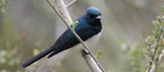 Satin flycatcher. Adult male. Canberra, Australia, October 2015. Image © RM by RM.