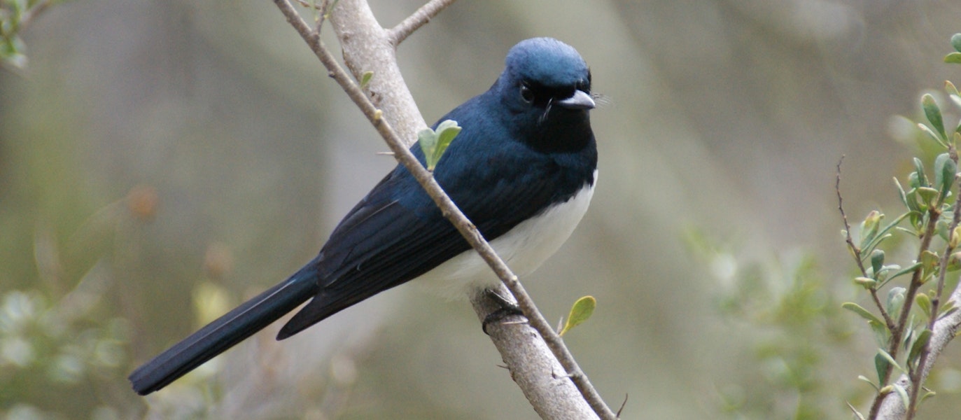 Satin flycatcher. Adult male. Canberra, Australia, October 2015. Image © RM by RM.