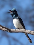 Satin flycatcher. Adult male singing. Risdon Brook reserve, Hobart eastern shore, Tasmania, October 2018. Image © David Seymour 2018 birdlifephotography.org.au by David Seymour.