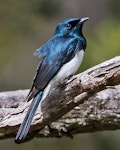 Satin flycatcher. Adult male. Risdon Brook reserve, Hobart eastern shore, Tasmania, November 2016. Image © David Seymour 2016 birdlifephotography.org.au by David Seymour.