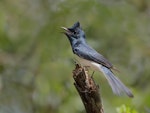 Satin flycatcher. Adult male singing. Glenfern Valley Bushland Reserve, Upwey, Victoria, November 2018. Image © Ian Wilson 2018 birdlifephotography.org.au by Ian Wilson.