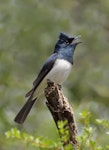 Satin flycatcher. Adult male singing. Glenfern Valley Bushland Reserve, Upwey, Victoria, November 2018. Image © Ian Wilson 2018 birdlifephotography.org.au by Ian Wilson.