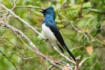 Satin flycatcher. Adult male. Lower Longley, Tasmania, January 2015. Image © Michael Brown 2015 birdlifephotography.org.au by Michael Brown.