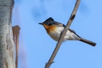 Satin flycatcher. Adult female. Namadgi National Park, Australian Capital Territory, November 2019. Image © Lindsay Hansch 2019 birdlifephotography.org.au by Lindsay Hansch.