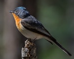 Satin flycatcher. Adult female. Pilchers Hill Reserve, Geilston Bay, Hobart eastern shore, Tasmania, November 2016. Image © David Seymour 2016 birdlifephotography.org.au by David Seymour.