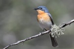 Satin flycatcher. Adult female. Copeton Dam, New South Wales, September 2018. Image © Brian O'Leary 2018 birdlifephotography.org.au by Brian O'Leary.