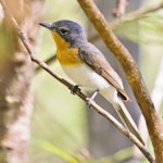 Satin flycatcher. Adult female. Gloucester Tops, New South Wales, January 2013. Image © Dick Jenkin by Dick Jenkin.