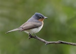 Satin flycatcher. Adult female. Glenfern Valley Bushland Reserve, Upwey, Victoria, November 2018. Image © Ian Wilson 2018 birdlifephotography.org.au by Ian Wilson.