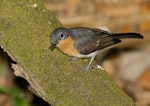 Satin flycatcher. Immature. 1000 Steps, Ferntree Gully, Victoria, February 2019. Image © Stephen Garth 2019 birdlifephotography.org.au by Stephen Garth.