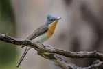 Satin flycatcher. Adult female. Devils Bend, Victoria, December 2016. Image © Mark Lethlean 2017 birdlifephotography.org.au by Mark Lethlean.