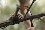 Satin flycatcher. Adult female beside nest. Cranbourne Botanic Gardens, Melbourne, Victoria, December 2011. Image © Wayne Butterworth by Wayne Butterworth.