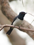 Satin flycatcher. Adult male carrying nest material. Cranbourne Botanic Gardens, Melbourne, Victoria, December 2011. Image © Wayne Butterworth by Wayne Butterworth.