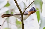 Satin flycatcher. Adult female. Aqueduct Trail, Pakenham, Victoria, October 2017. Image © Vic Willms 2017 birdlifephotography.org.au by Vic Willms.