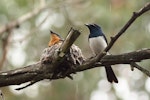 Satin flycatcher. Adult male beside nest, female on nest. Cranbourne Botanic Gardens, Melbourne, Victoria, December 2011. Image © Wayne Butterworth by Wayne Butterworth.