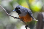 Black-faced monarch. Adult male. Termeil, New South Wales, October 2019. Image © Brian O'Leary 2019 birdlifephotography.org.au by Brian O'Leary.