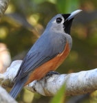 Black-faced monarch. Adult. Kuranda, North Queensland, October 2015. Image © Ray Pierce by Ray Pierce.