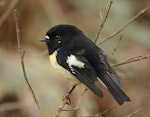 Tomtit | Miromiro. Adult male (South Island subspecies). Penehu Falls, Catlins, March 2023. Image © Glenn Pure by Glenn Pure.