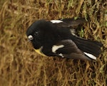 Tomtit | Miromiro. Adult male (South Island subspecies). Blue Pools walk, Haast highway, March 2023. Image © Glenn Pure by Glenn Pure.