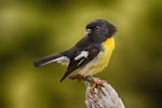 Tomtit | Miromiro. Male South Island tomtit. Temple Stream South Branch, March 2013. Image © Albert Aanensen by Albert Aanensen.