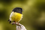 Tomtit | Miromiro. Male South Island tomtit front view. Temple Stream South Branch, Lake Ohau, March 2013. Image © Albert Aanensen by Albert Aanensen.