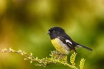 Tomtit | Miromiro. Male on shrub branch. Temple Stream South Branch, Lake Ohau, March 2013. Image © Albert Aanensen by Albert Aanensen.