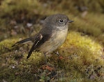 Tomtit | Miromiro. Adult female South Island tomtit. Bealey Spur track, Arthur's Pass, April 2023. Image © Glenn Pure by Glenn Pure.