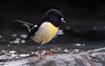 Tomtit | Miromiro. Adult male South Island tomtit. Bealey Spur track, Arthur's Pass, June 2023. Image © Ben Ackerley by Ben Ackerley.