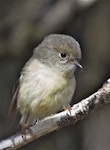 Tomtit | Miromiro. South Island tomtit adult female. Arthur's Pass, March 2014. Image © Steve Attwood by Steve Attwood.